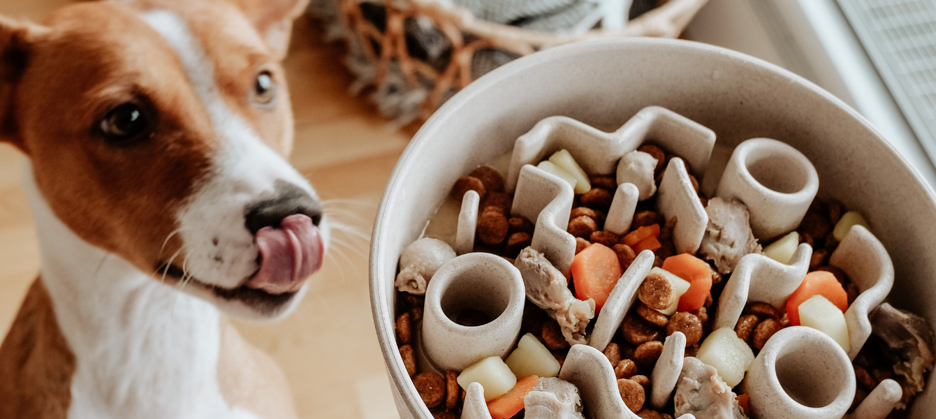 Hond met slowfeeder