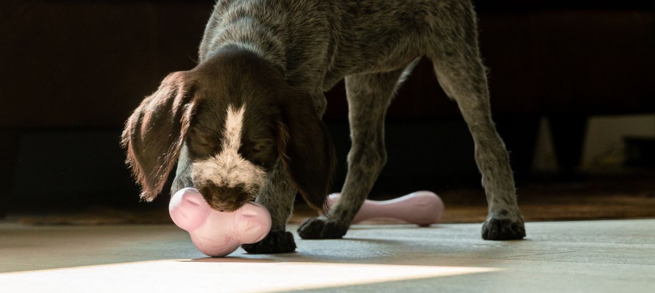 Puppy's veilig laten spelen begint met het juiste speelgoed