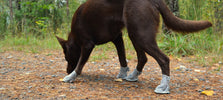 Hond met Rukka Summer shoes aan