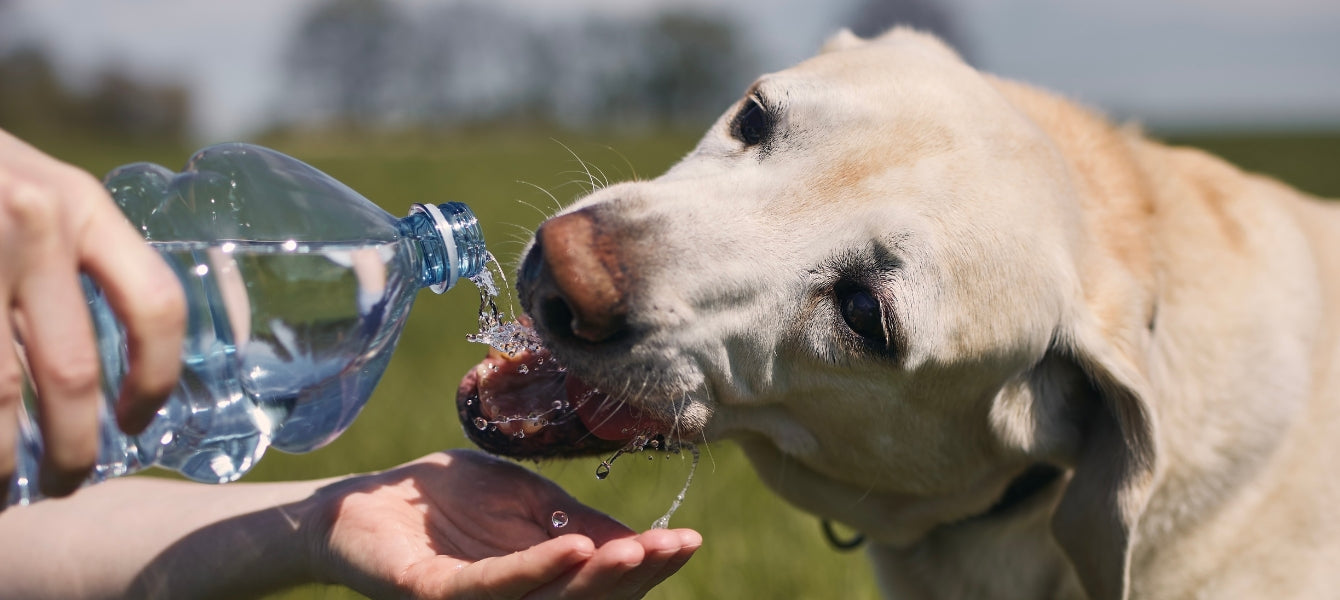 De opmars van de waterfles - ook voor hondenbaasjes