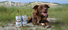 Hond met Almo nature blikvoer