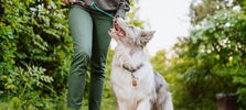 Hond met Tickless