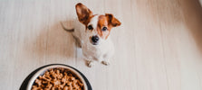 Pup kijkt naar voerbak
