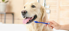 Hond met tandenborstel