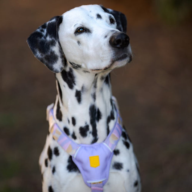Sunshower Harness