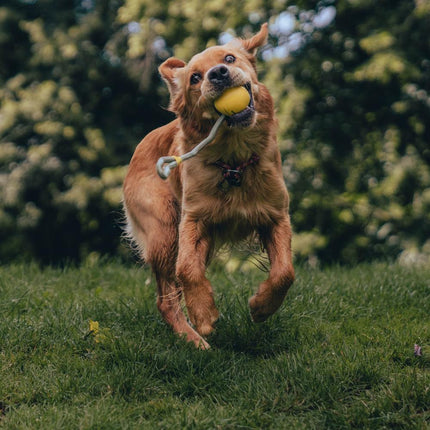 Slinger Ball