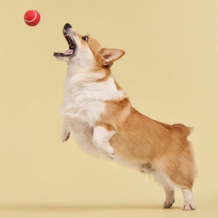 Squeaky Chew Ball