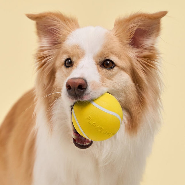 Squeaky Chew Ball
