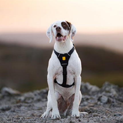 Alpha 360 Harness