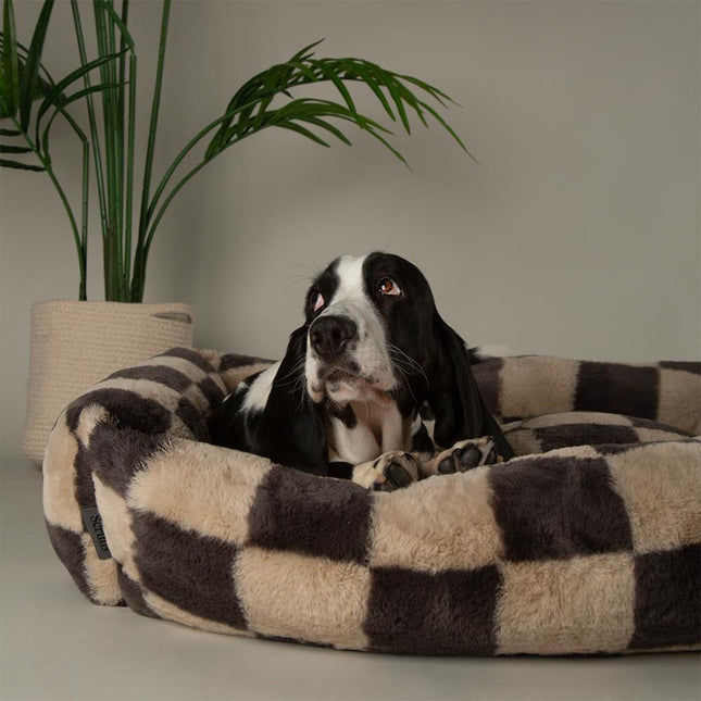 Checkerboard Box Bed