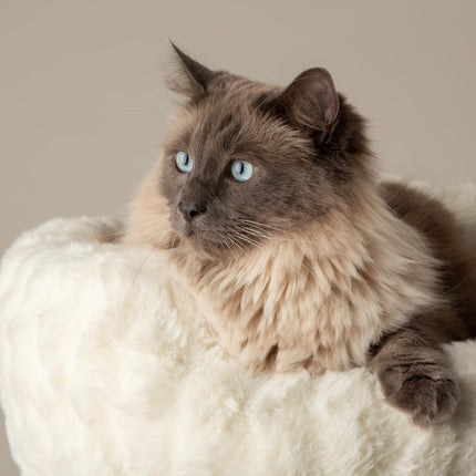 Everest Cat Tree
