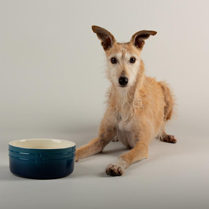 Ombre voerbak voor honden
