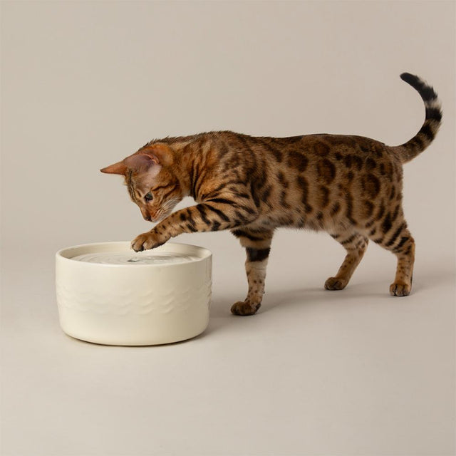 <h2>Scruffs Keramik</h2>