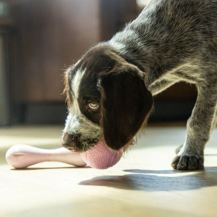 Zogoflex Hurley Puppy
