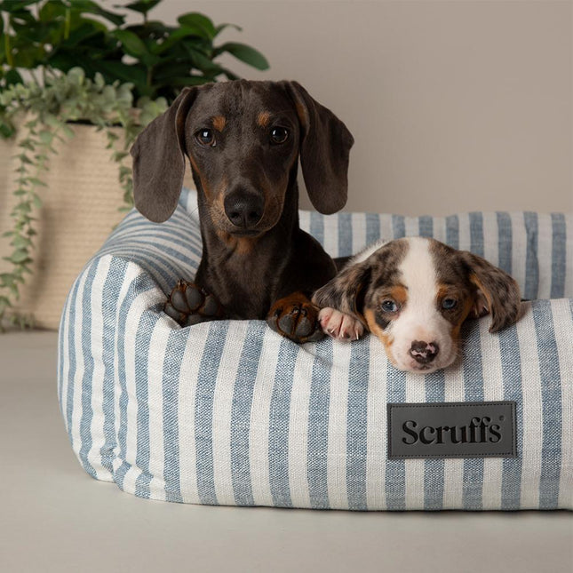 Coastal Boxbett