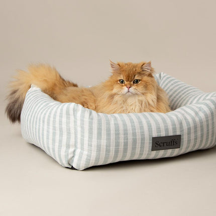 Coastal Boxbett