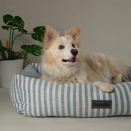 Coastal Boxbett