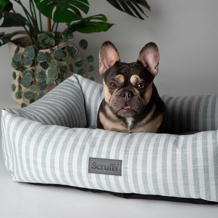 Coastal Boxbett