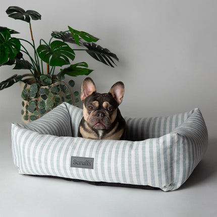 Coastal Boxbett