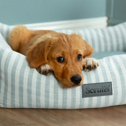 Coastal Boxbett