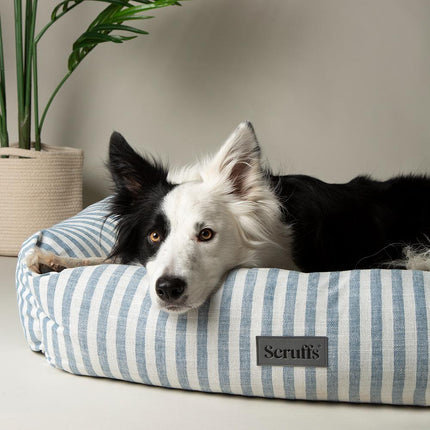 Coastal Boxbett