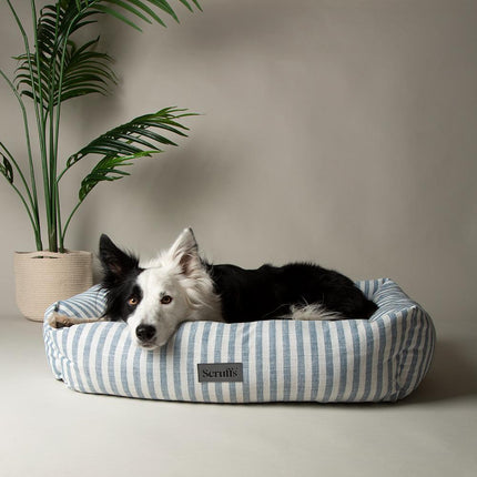 Coastal Boxbett