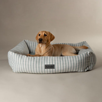 Coastal Boxbett
