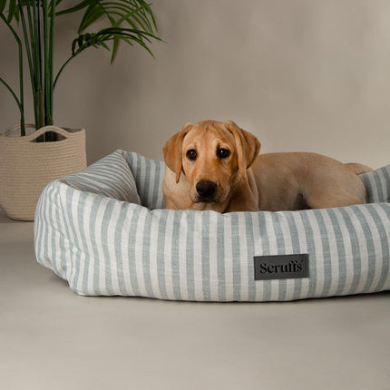 Coastal Boxbett