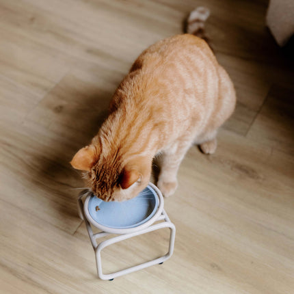 BUTLER Single für Katzen