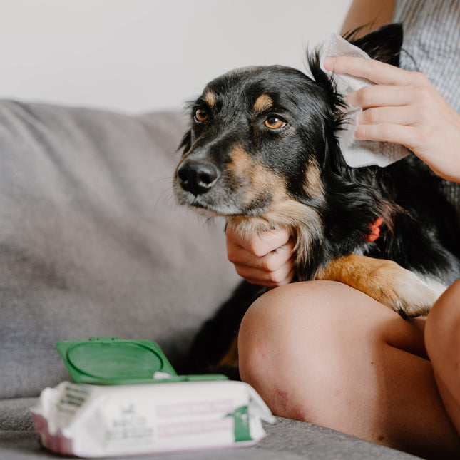 Dog Ear Wipes - Coconut Scented - 70 Pack