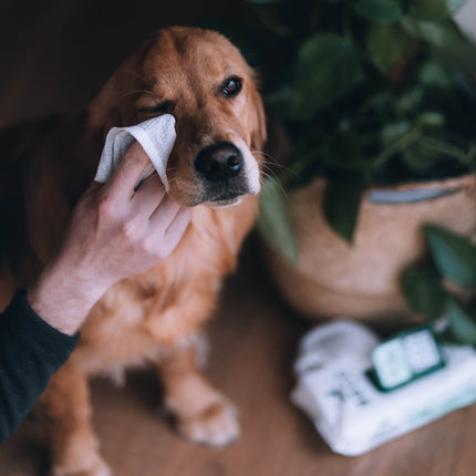 Dog Eye Wipes - Unscented - 70 pack
