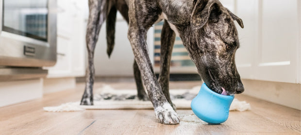 <h4>Pijnverlichting voor honden met artritis</h4>