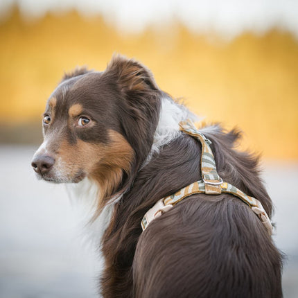 Cloudbeam Harness