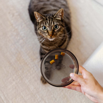 DAWN - Glazen voerbak voor katten