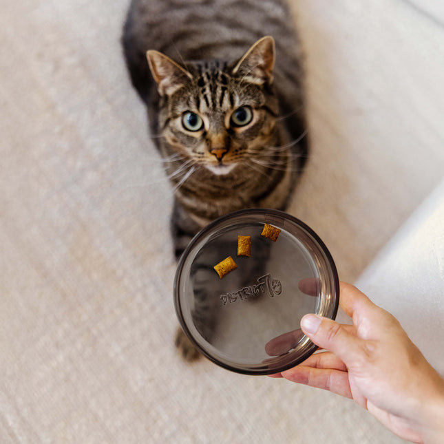 DAWN - Katzenfutternapf aus Glas