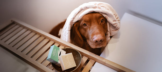 <h4>5 voordelen van een shampoo bar voor honden</h4>