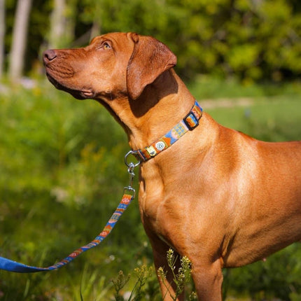 Nightless Night Leash