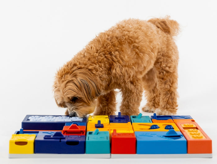 <h2>Samen spelen versterkt de band</h2>