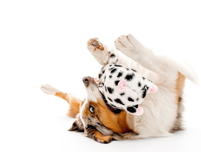 <h3>Innovatief speelgoed voor iedere hond</h3>