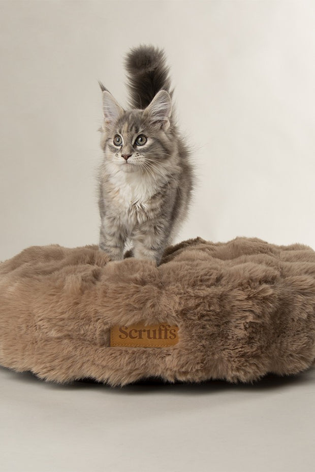 <h2>Scruffs</h2>