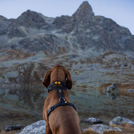 Wild Tundra Harness