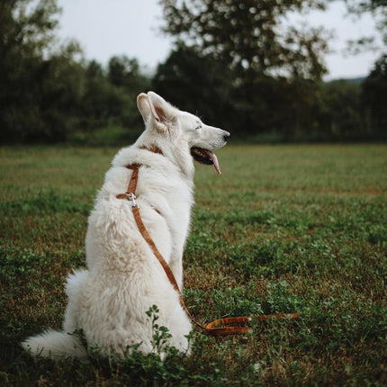 Wild Tundra Harness
