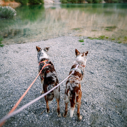 Rope Leash
