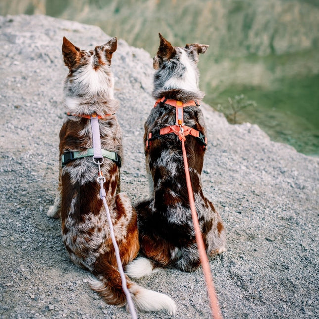 Rope Leash