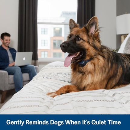 Audible Bark Collar