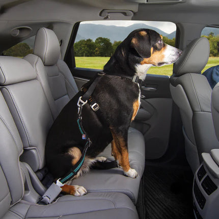 Direct to Seatbelt Swivel Tether - Blauw