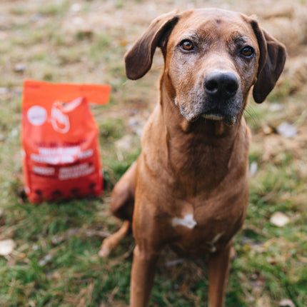 Insect-based Dry Food - Maxi