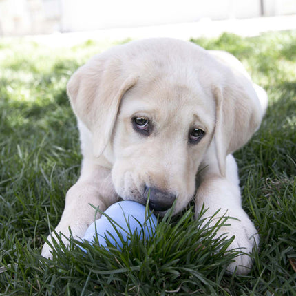 Puppy Kong