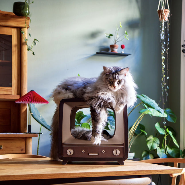 TELLY