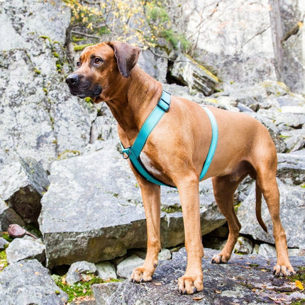 Form Harness